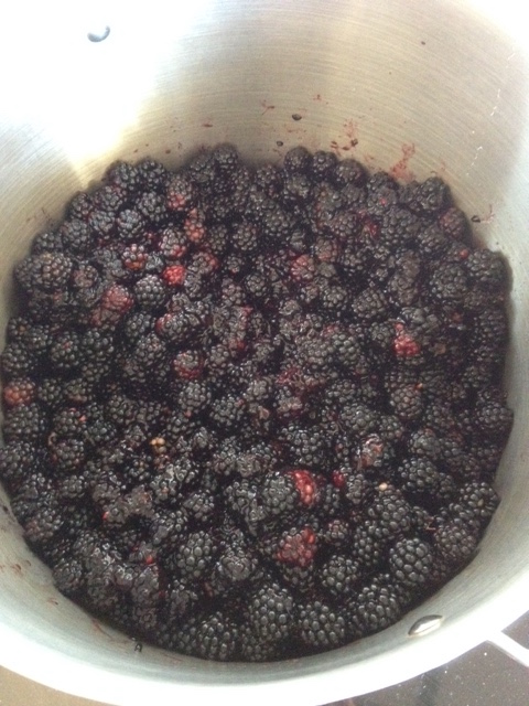 blackberrie-in-pot